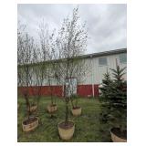 2 JAPANESE WHITE SPIRE BIRCH - 10 FT