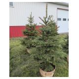 2  BLUE SPRUCE TREES - 6 FT