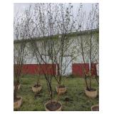 2 JAPANESE WHITE SPIRE BIRCH - 10 FT