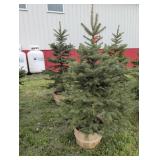 2  BLUE SPRUCE TREES - 6 FT