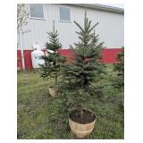 2  BLUE SPRUCE TREES - 6 FT
