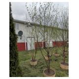 2 - JAPANESE WHITE SPIRE BIRCH - 10 FT