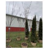 2 RED MAPLE TREES - 10 FT