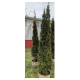 EMERALD GREEN ARBORVITES - 8 FT