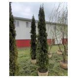 EMERALD GREEN ARBORVITES - 8 FT