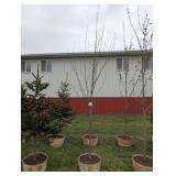 2 RED MAPLE TREES - 10 FT