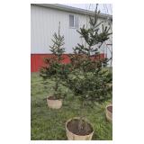 2  WHITE SPRUCE TREES - 6 FT