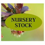 NURSERY STOCK FLASH AUCTION
