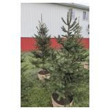 2  WHITE SPRUCE TREES - 6 FT