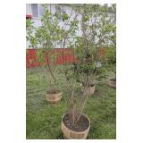 PURPLE LILAC TREES - 7 FT