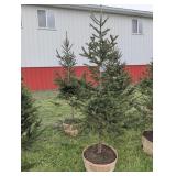 2  WHITE SPRUCE TREES - 6 FT