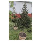 2  WHITE SPRUCE TREES - 6 FT