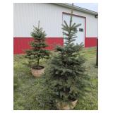 2  BLUE SPRUCE TREES - 6 FT
