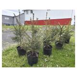 (8) NORWAY SPRUCE TREES - 2/3FT
