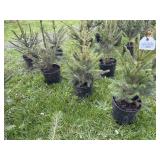(8) NORWAY SPRUCE TREES - 2/3FT