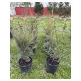 (8) NORWAY SPRUCE TREES - 2/3FT