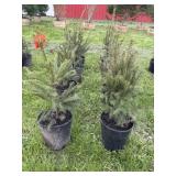 (8) NORWAY SPRUCE TREES - 2/3FT