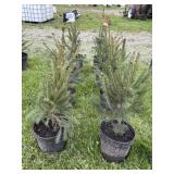 (8) NORWAY SPRUCE TREES - 2/3FT