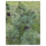 8 WHITE PINE TREES -  3FT
