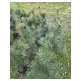 8 WHITE PINE TREES -  3FT