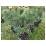 8 WHITE PINE TREES -  3FT