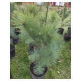 8 WHITE PINE TREES -  3FT