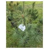 8 WHITE PINE TREES -  3FT
