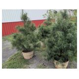 WHITE PINE TREES -  6 FT.