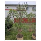 PURPLE LILAC TREES - 7 FT