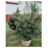 WHITE PINE TREES -  6 FT.
