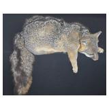 Gray Fox Taxidermy Pelt Mount