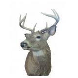Whitetail Deer Shoulder Mount Taxidermy