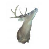 Taxidermy White-Tailed Deer Shoulder Mount