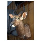 Nyala Antelope Taxidermy Shoulder Mount