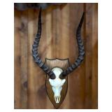 Mounted Impala Skull with Horns on Plaque