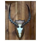 Mounted Impala Skull with Horns on Plaque