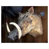 African Warthog Shoulder Mount Taxidermy