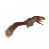 Mounted Taxidermy Brown Squirrel Specimen