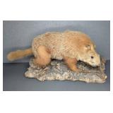 Taxidermy Ground Hog on Bark Base