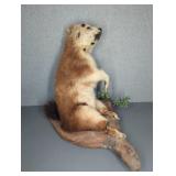 Taxidermy Ground Hog on Drift Wood Base