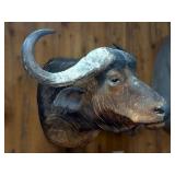 African Cape Buffalo Shoulder Taxidermy Mount