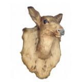 Deer Taxidermy Mount with Hide Over Wood Board