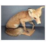 Red Fox Taxidermy Mount on Wood Base