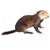 Taxidermy Groundhog Mount