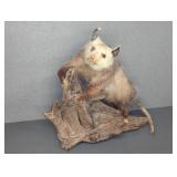 Taxidermy Opossum Mounted on Driftwood Base