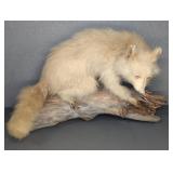 Sun Bleached Taxidermy Raccoon Mount on Drift Wood