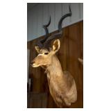 Greater Kudu Shoulder Mount Taxidermy Trophy