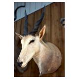 Common Eland Shoulder Mount Taxidermy