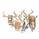 Mounted Deer Skulls and Antler Racks Assortment