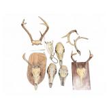 Mounted Deer Skulls and Antler Taxidermy Lot